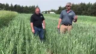 VNS Spring Triticale & Surge Spring Triticale