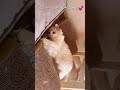[마리&amp;루나] 랙돌 아깽이 낚시놀이 하이라이트    ( a cute kitten &#39;ragdoll&#39; )