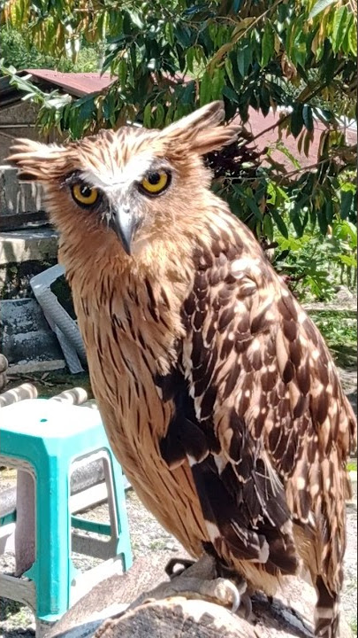Suara burung hantu