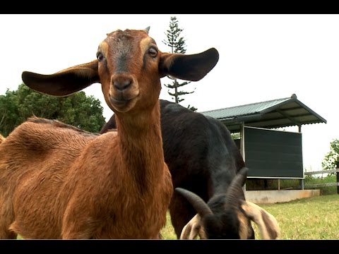 【台東】揪團美食出發囉｜台東原生應用植物園、春一支冰棒、鹿野76誠信商店、金花軒卑南包子｜Taitung｜1000步的繽紛台灣 ep187