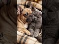 cat and dog 🐕🐈emotional 😭😢#vlog#viral#kaise