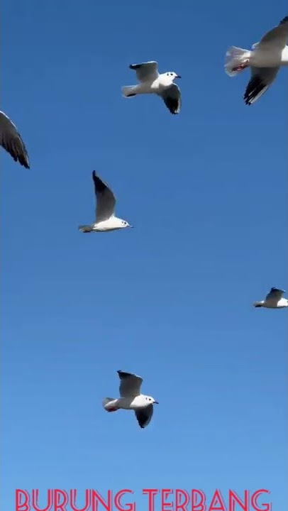 AG25.burung terbang#shots