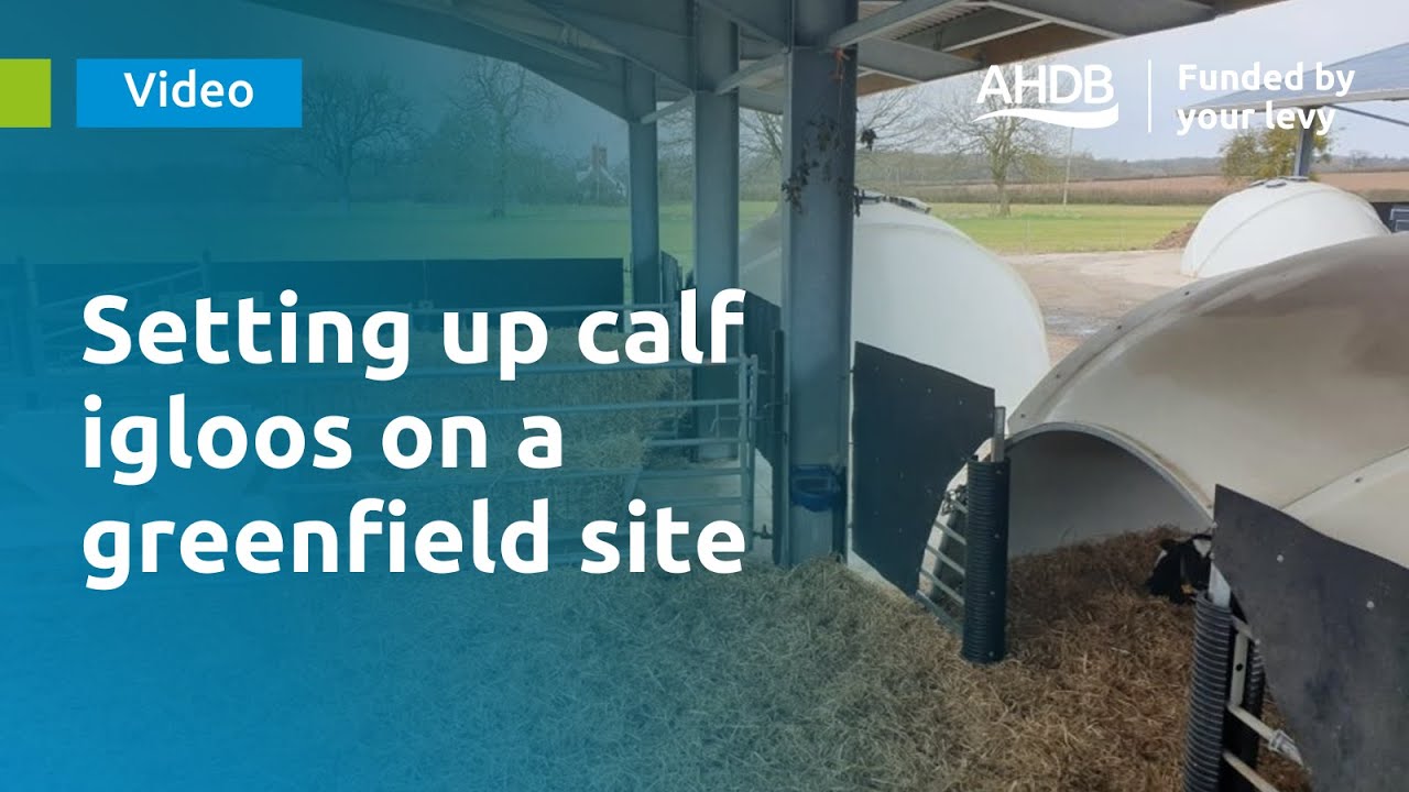 Setting up calf igloos on a greenfield site