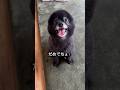 叱られてシラを切ろうとする愛犬が可愛い#Pomeranian#多頭飼い#ポメラニアン#小型犬