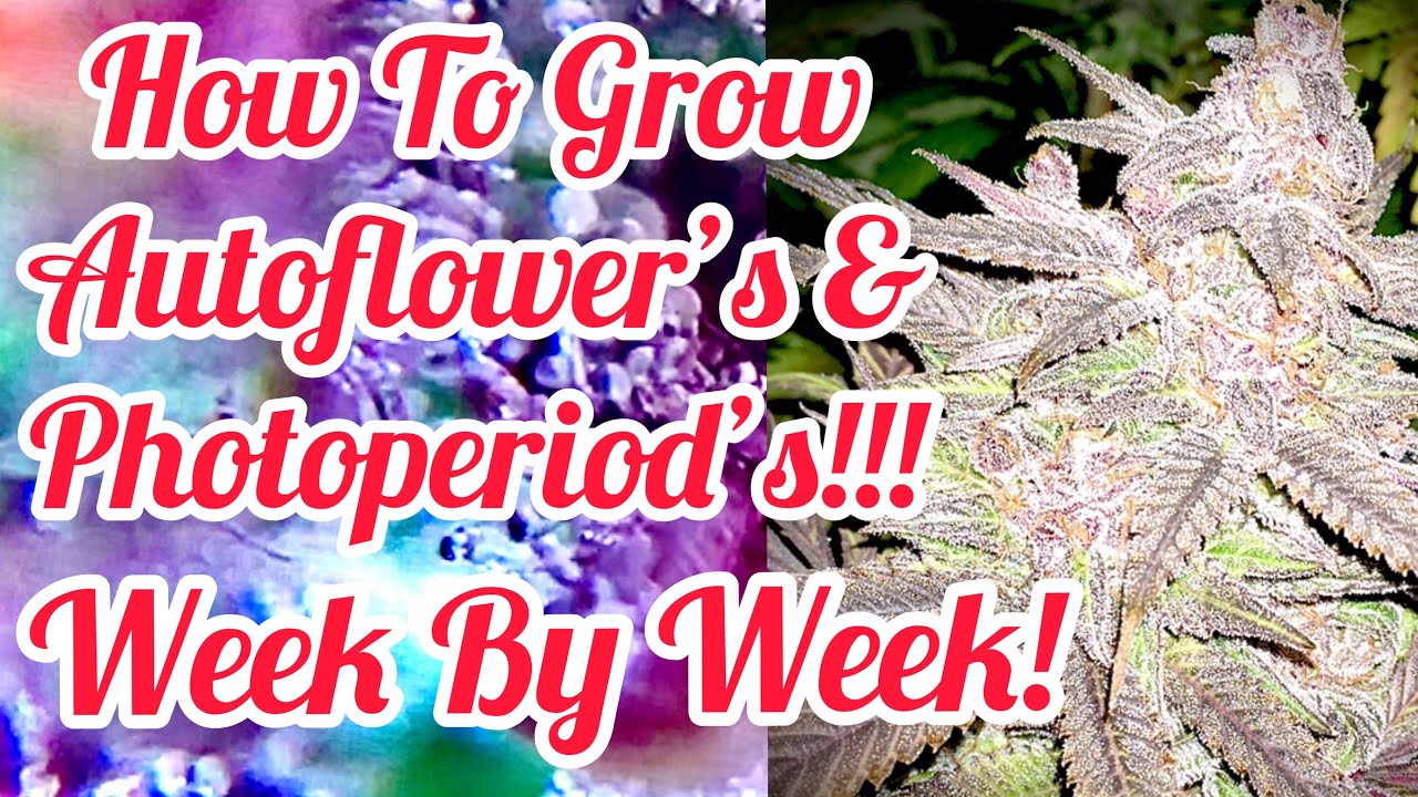 S1:E14 Gelato Auto Harvested (Week 13)