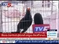 Amazing Talking Bird Captures Visitor's Attentions in Palakollu