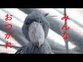 【Futaba, the Shoebill】もうすぐ閉園…鳥仲間を静かに見守るふたばちゃん。掛川花鳥園のハシビロコウふたば2022年11月 【冬のふたば16】winter futaba 16