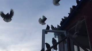 🕊 Подкидываем Николаевских голубей, что бы не засиживались. Полет Николаевских голубей 2019