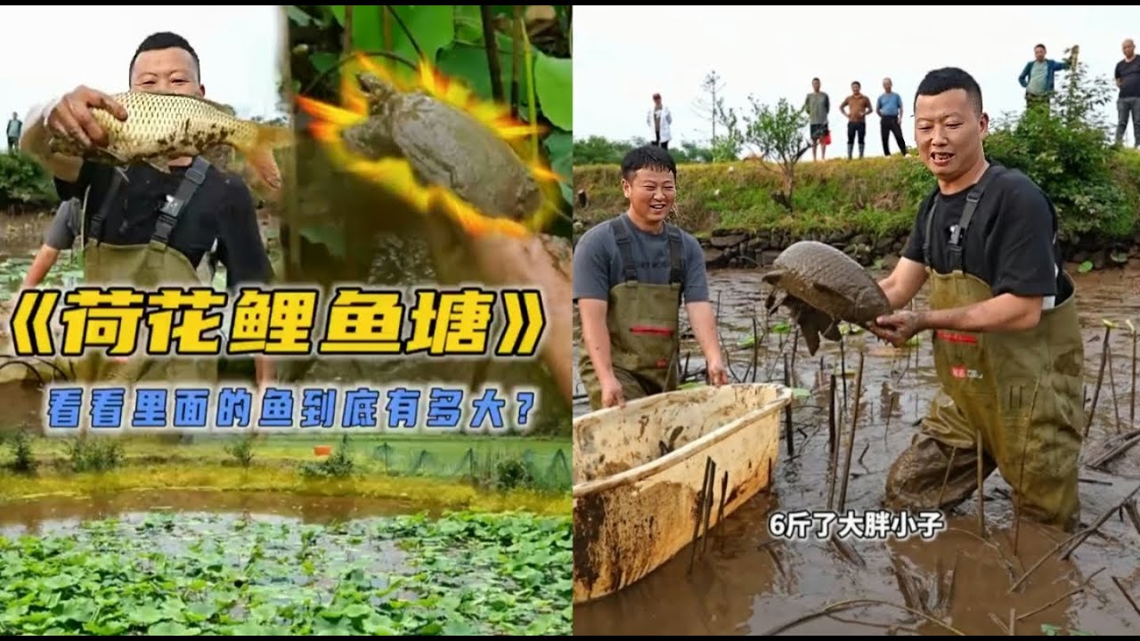 花1600元包下爷爷家的荷花塘，看看里面到底多少鱼？#户外抓鱼 #户外捕鱼 #小飞哥抓鱼 #乡村生活 #农村生活