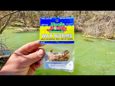 Wax Worms Vs Red Worms, Fishing For Panfish 