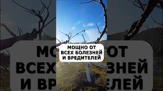 Мощная обработка от всех болезней и вредителей #огород #дача #сад #урожай #вредители #лайфхак