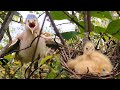 Baby Bird Hatching 4 days in Nest -  Mom Very Angry When  Some one Nearly Her Baby in Nest