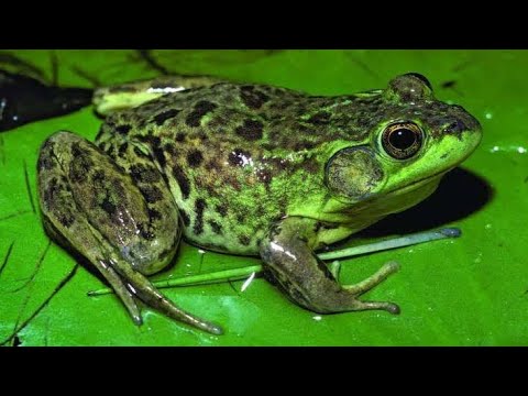 Video: Moor kurbağa: yaşam tarzı ve üreme özellikleri
