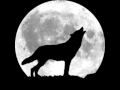 El lobo aullando