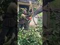 carpenter skills cut down rambutan fruit trees #shortvideo #treecutting #woodworking