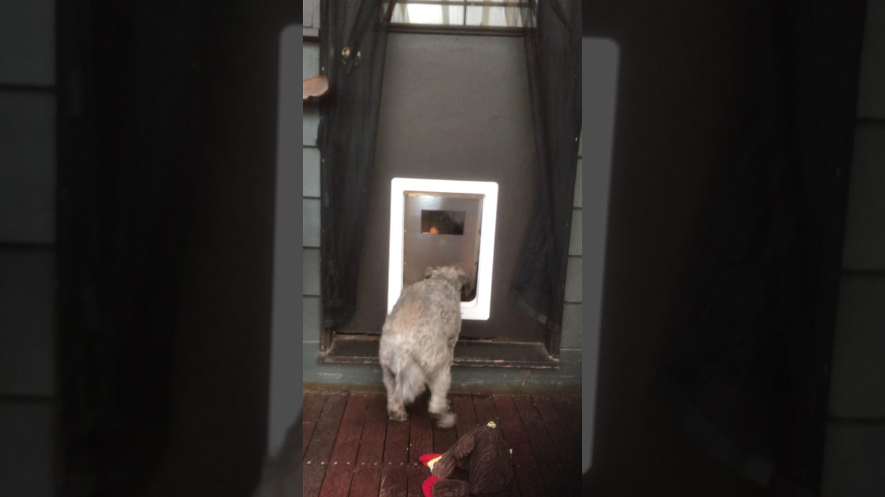 Hakuna Dog Door Video YouTube
