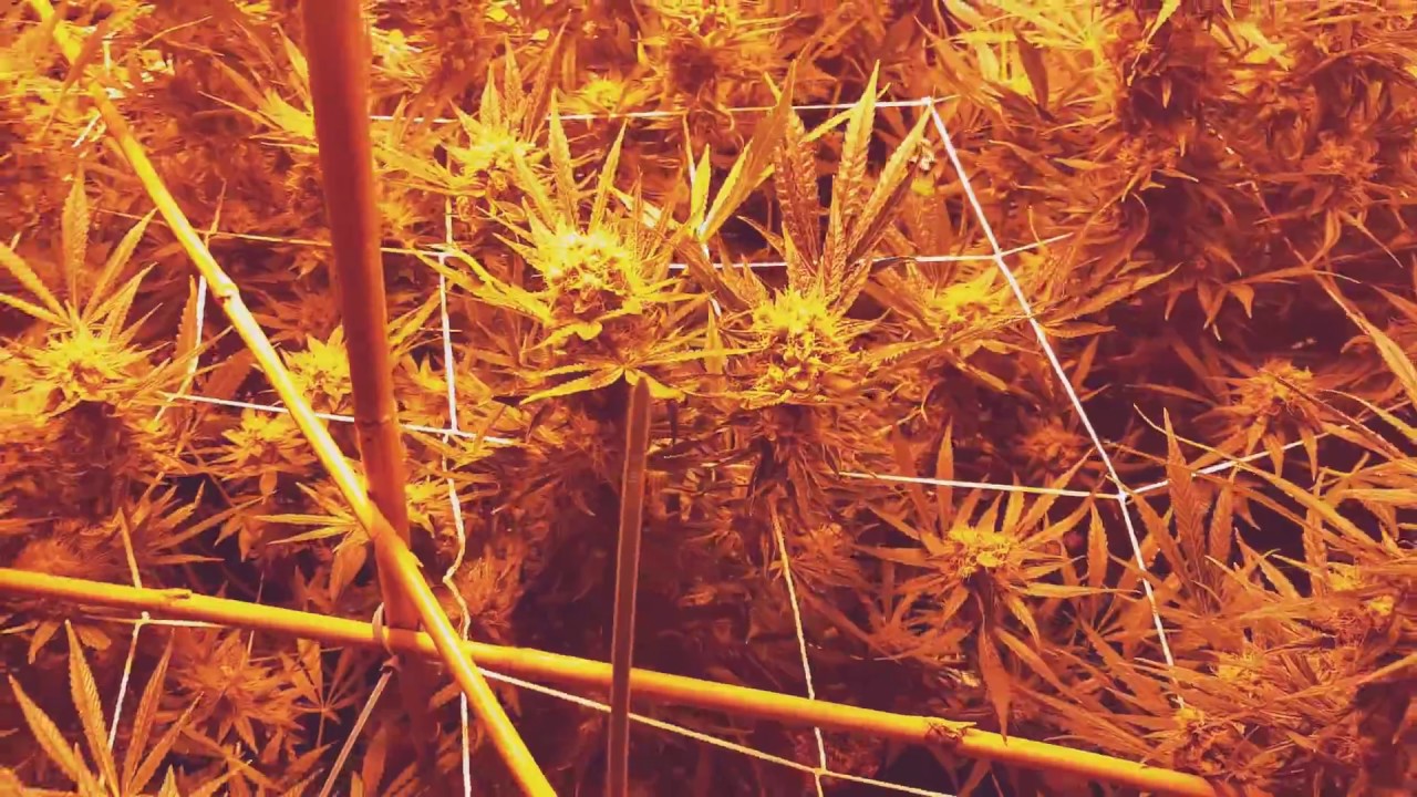 THC Bomb Day 52 of Flower! Flush Time.