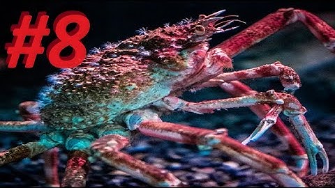 Crab-Com (Phoenix Point) Episode 8