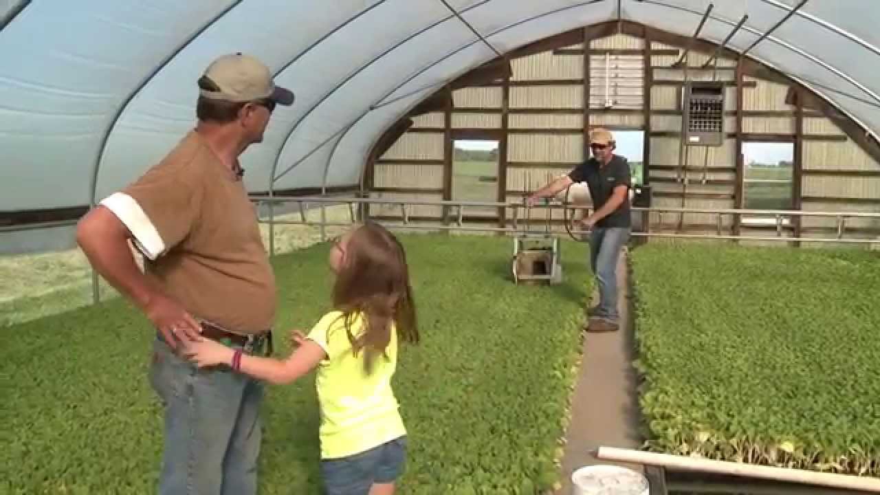 Kentucky Tobacco Shirts