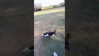 Springer Spaniel  Stop to flush gundog training #spaniel #hunting #shorts #dogtraining