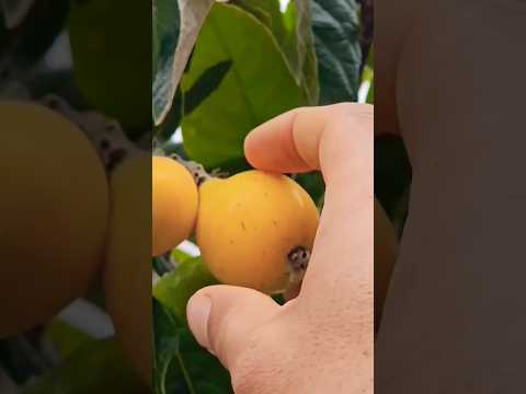 قطف فاكهة البشملة الأسكدنيا   