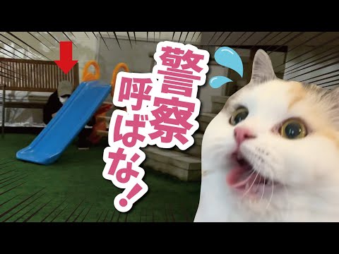 【怖すぎ】庭に不審者が入ってきました【関西弁でしゃべる猫】