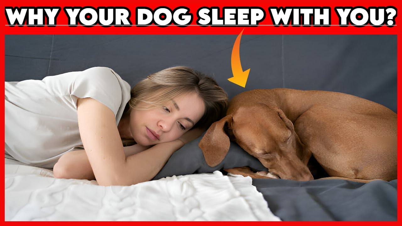 Why Does Your Dog Sleep with You? What Their Sleep Spot Says About Your ...