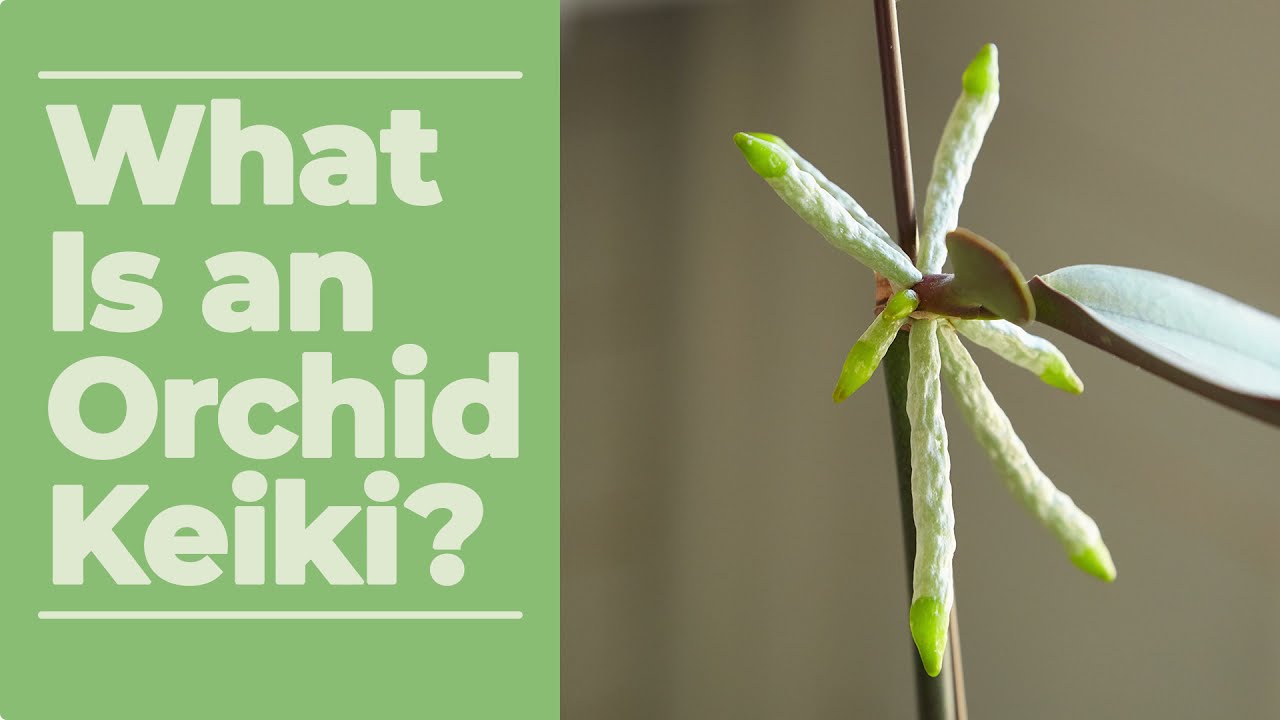 What is an Orchid Keiki?