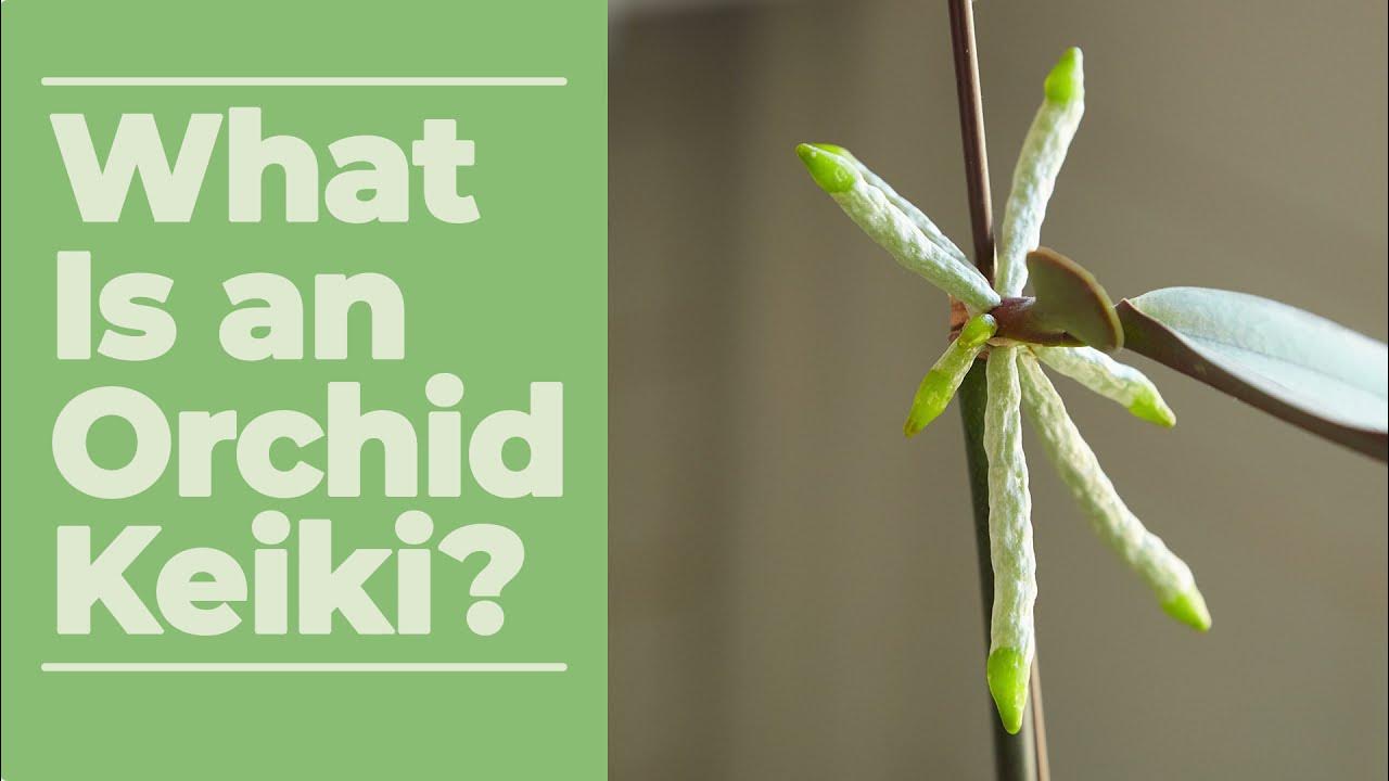 What is an Orchid Keiki? YouTube