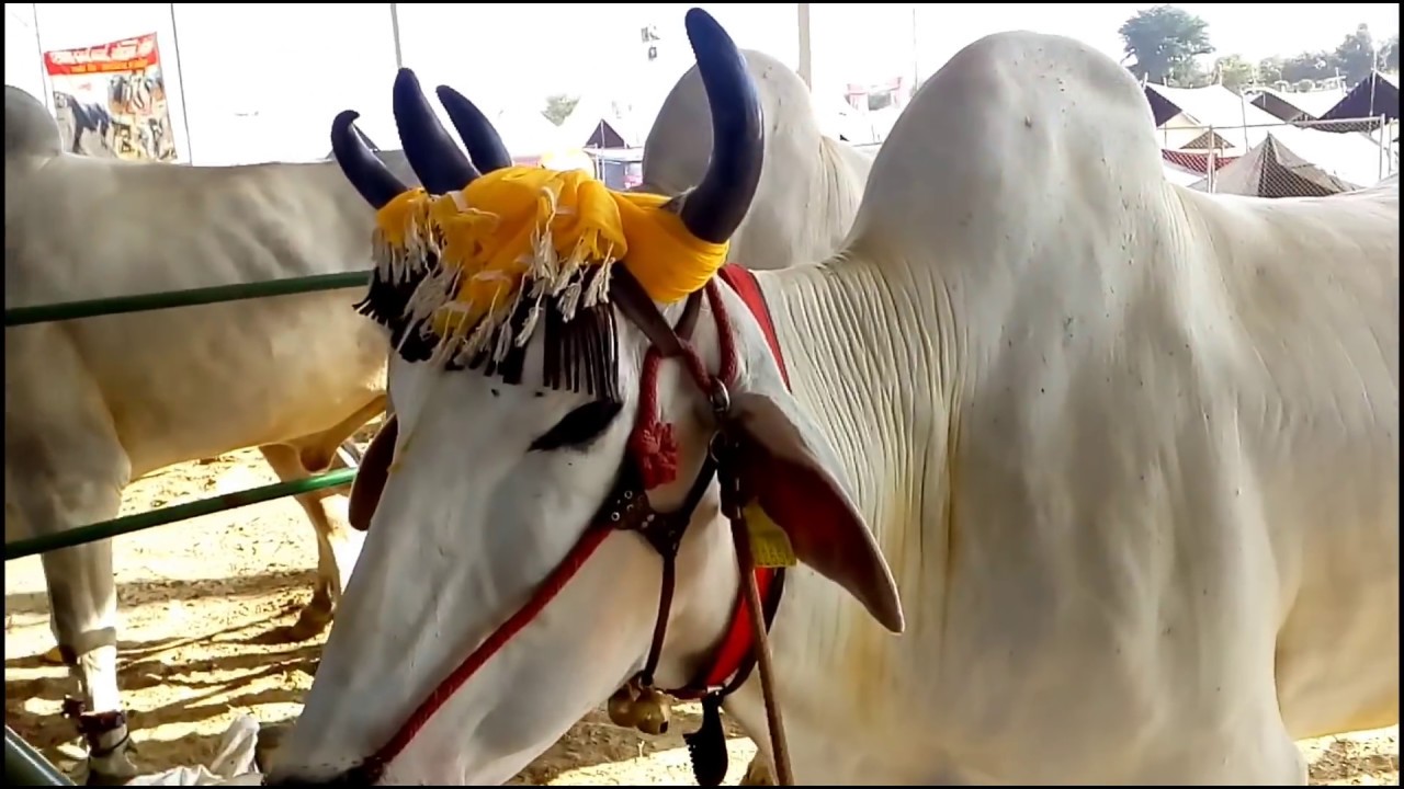 Desi Cows Breed Indian Bull Show.Cattle Farming In India.Desi Cow Price