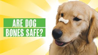 Are Dog Bones Good for Dogs #doglover #dogtips #dogmom #dogdad by Dog Nerd Show 29 views 10 months ago 8 minutes, 31 seconds