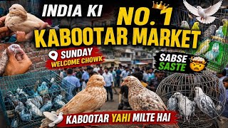 India Ki No.1 Kabootar Market 🤯 | Sunday Welcome Chowk | Sabse Saste 🕊️Kabootar Yahi Milte Hai #vlog