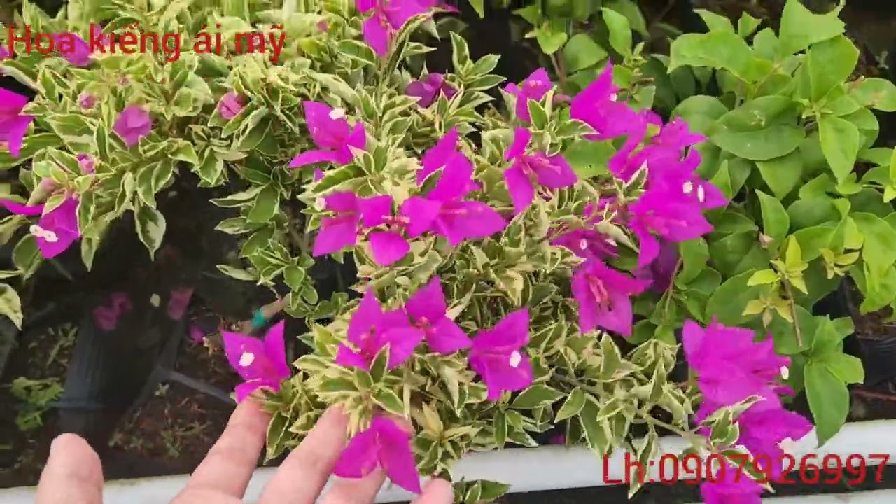 3/10/22 Hoa giấy tím huế để bàn lh:0907926997 - youtube