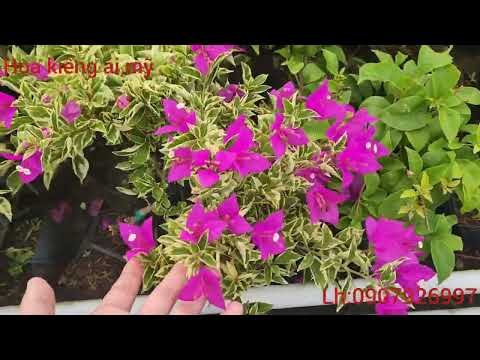 Video 3/10/22 Hoa giấy tím huế để bàn lh:0907926997 - youtube