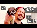 Un furet chez toi   tuto toopet