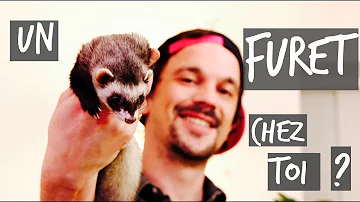 Comment élever un furet ?