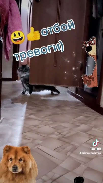 Когда в доме внук Макар, желательно находиться подальше от его любви ...