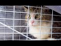 捕獲から数時間後のボス猫、心配でたまらず到着した病院の駐車場で状態を確認すると‥【野良猫ボス吉の記録】