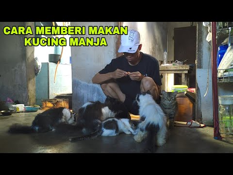 Video: Cara Memberi Makan Kucing - Empat Tantangan Memberi Makan Banyak Kucing
