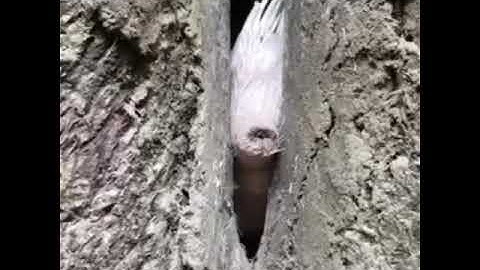 Wildlife Candid Camera - Oriental Pied Hornbill