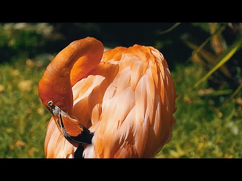 Всё о фламинго