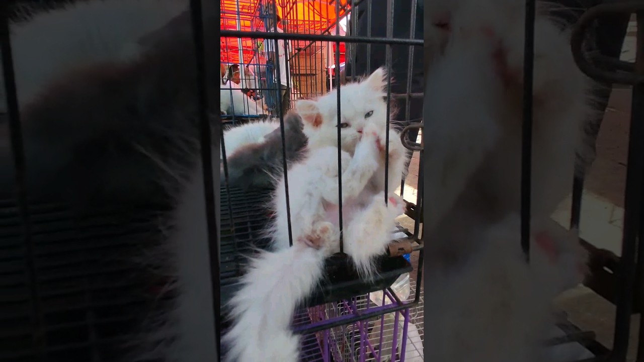 Pure White Persian Cat | Grotto Pet Market | San Jose Del Monte Bulacan 