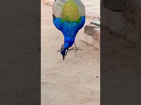 Tharilo peacock 🦚🦚 enjoy and eating Mel #shortvideo #viral #desi #thar #video #shorts