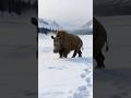 What Were the SCARIEST Ancient Beasts in 1000 AD #shorts #viral #viralshorts