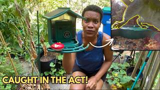 I Put up a Smart Bird Feeder With Camera and Couldn't Believe What I SAW! (Container Gardening)