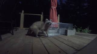 Racoon Trap Failed 2019