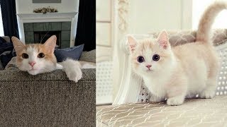 Simply the funniest & cutest pets ever! - Funny animal compilation #3 by The Secret Life Of Pets 15 views 5 years ago 5 minutes, 6 seconds