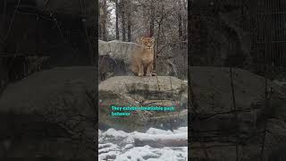 Wild Cats in the Wild