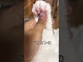 猫の足毛の収穫#short#タフト
