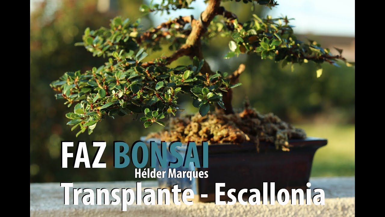 Transplante de uma Escallonia